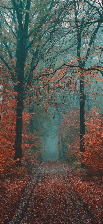 Image tree, forest, nature, woodland, natural landscape