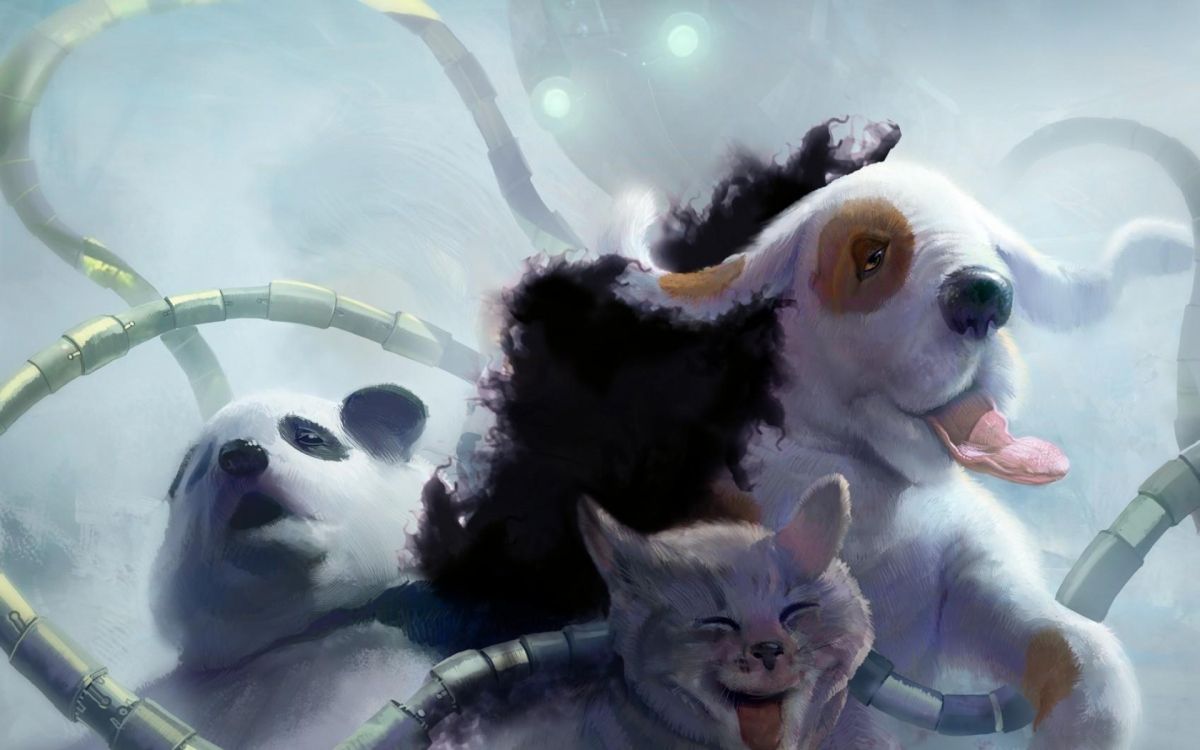 Chat Blanc et Noir Sur Textile Fourrure Noire. Wallpaper in 1920x1200 Resolution