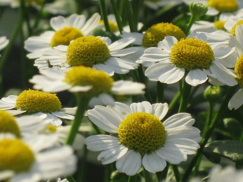 Image white and yellow daisy flowers