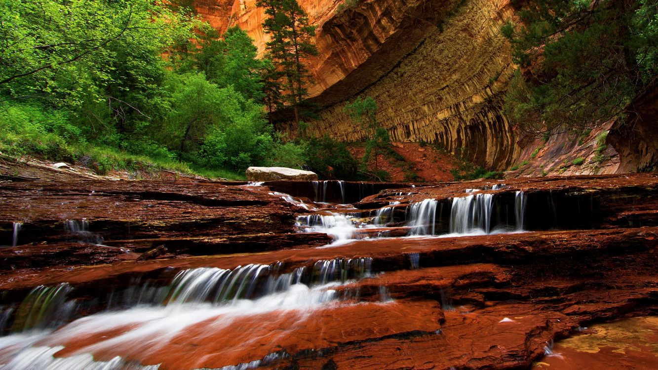 water falls in the middle of brown and green trees