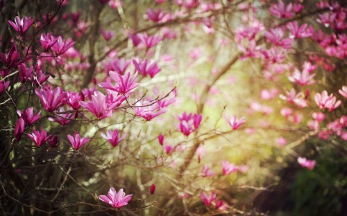 Image pink flowers in tilt shift lens