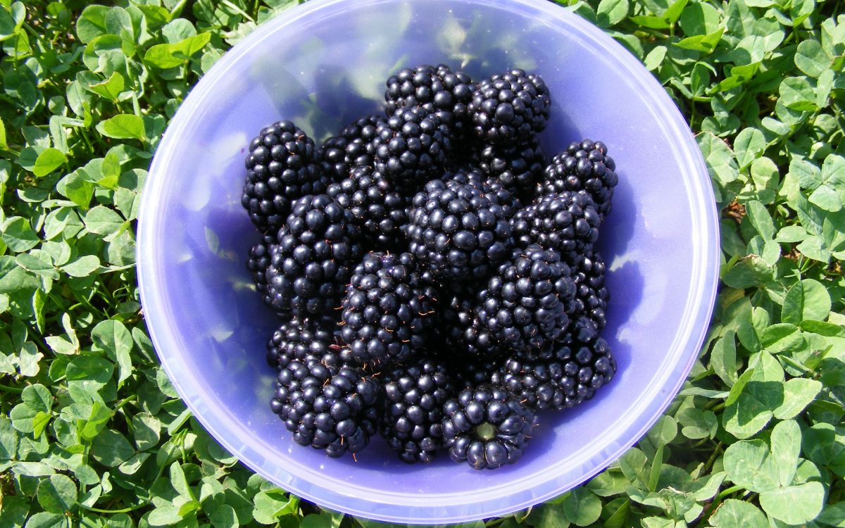 Schwarze Beeren im Weißen Plastikbehälter. Wallpaper in 2880x1800 Resolution