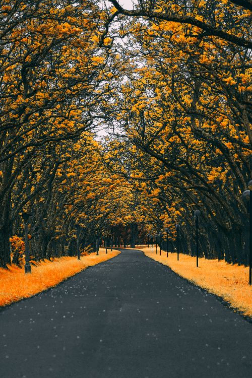 Orange, Baum, Blatt, Gelb, Herbst. Wallpaper in 3456x5184 Resolution