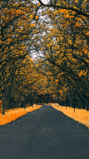 Image orange, tree, leaf, yellow, autumn
