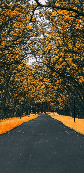 Image orange, tree, leaf, yellow, autumn