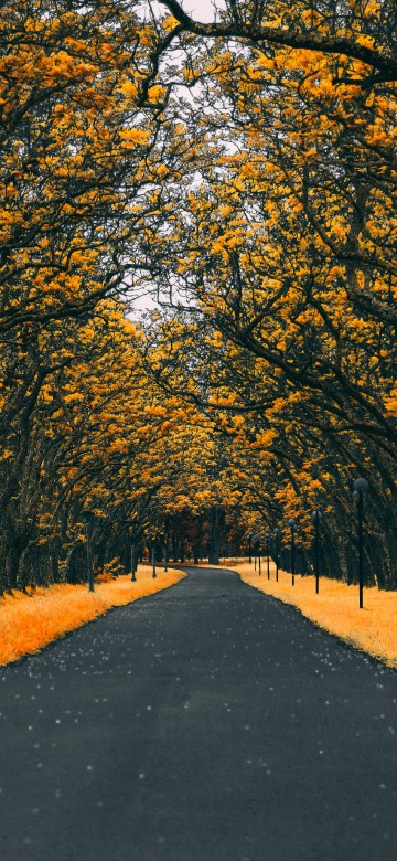 Image orange, tree, leaf, yellow, autumn