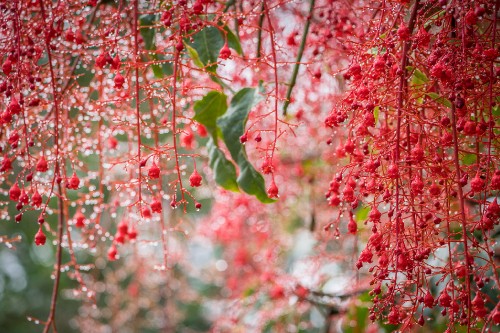 Image bokeh, cherry blossom, blossom, flower, spring