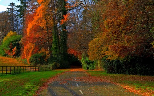 Image brown trees on green grass field during daytime