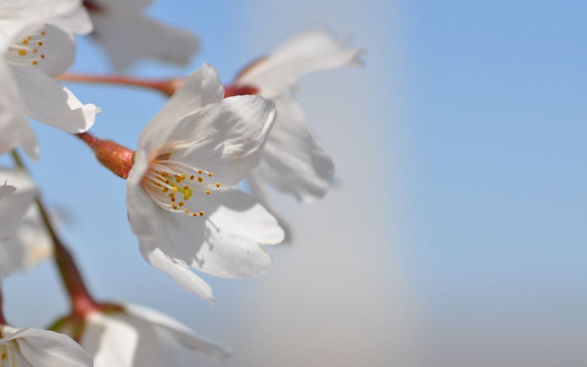 Fleur Blanche en Macro Shot. Wallpaper in 2560x1600 Resolution