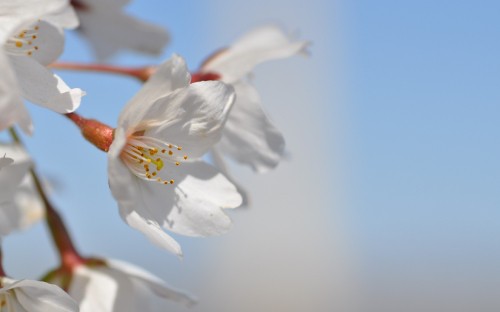 Image white flower in macro shot