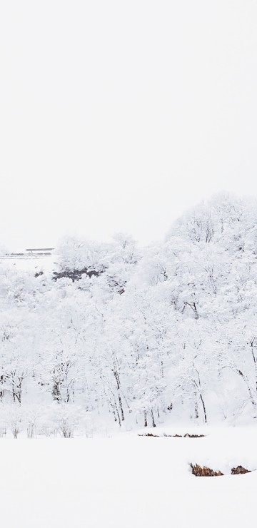 Image snow, winter, building, house, plant