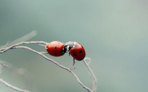 Image red ladybug perched on brown tree branch in close up photography during daytime