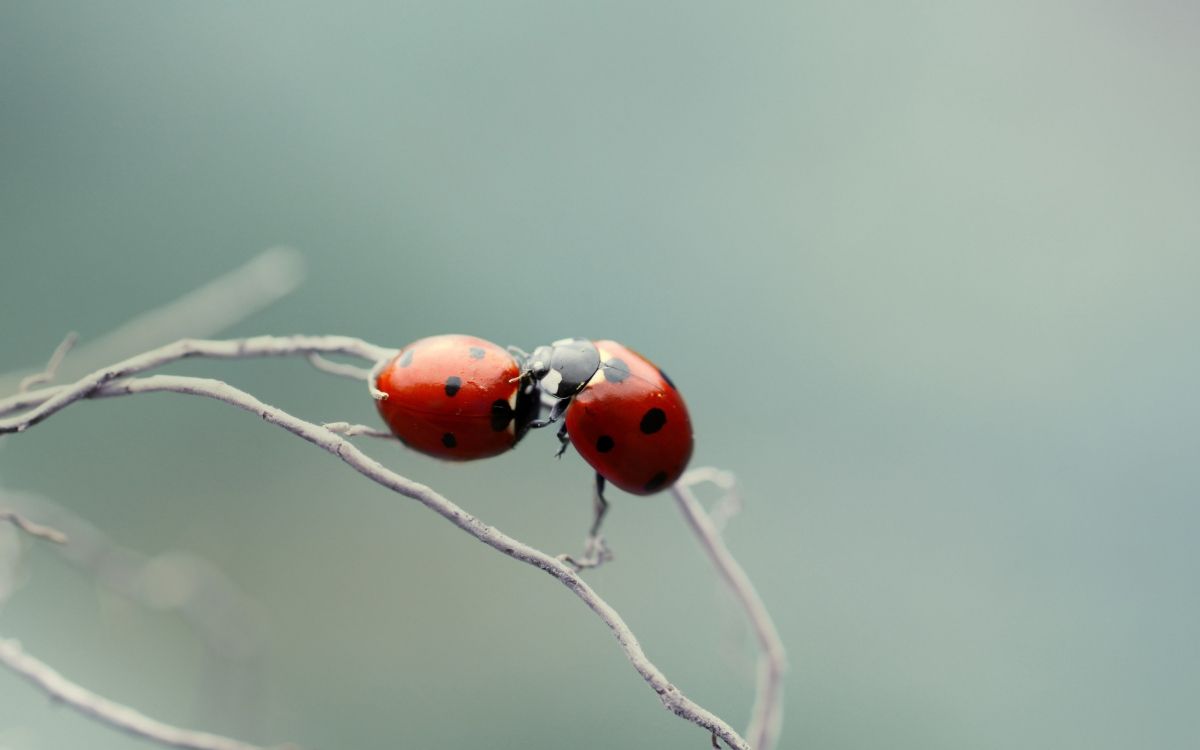 red ladybug perched on brown tree branch in close up photography during daytime