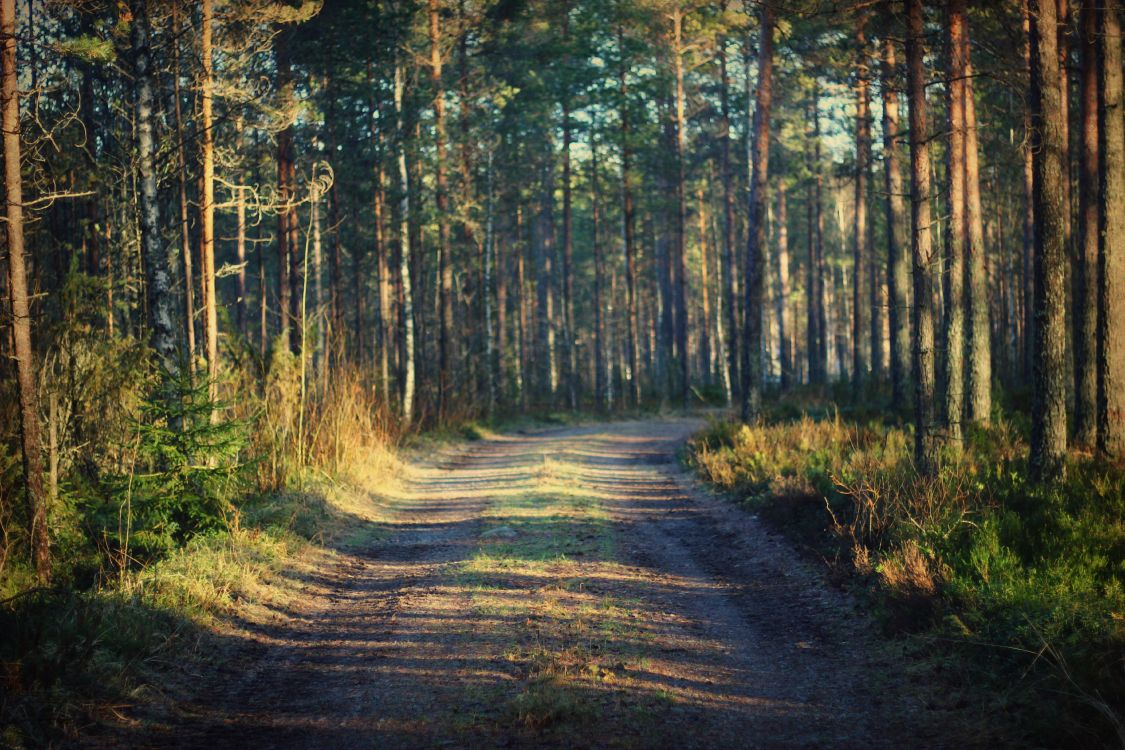 Tagsüber Grüne Und Braune Bäume. Wallpaper in 3318x2212 Resolution