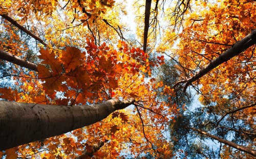 Image brown and yellow maple tree