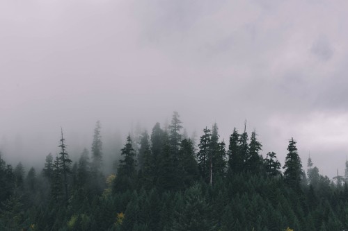 Image green pine trees under white sky during daytime