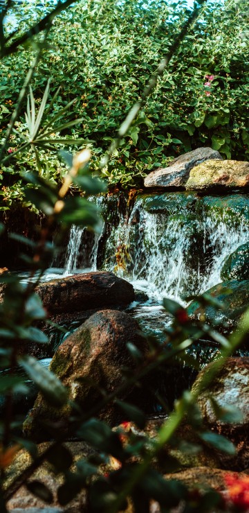 Image rainforest, watercourse, pond, vegetation, natural landscape