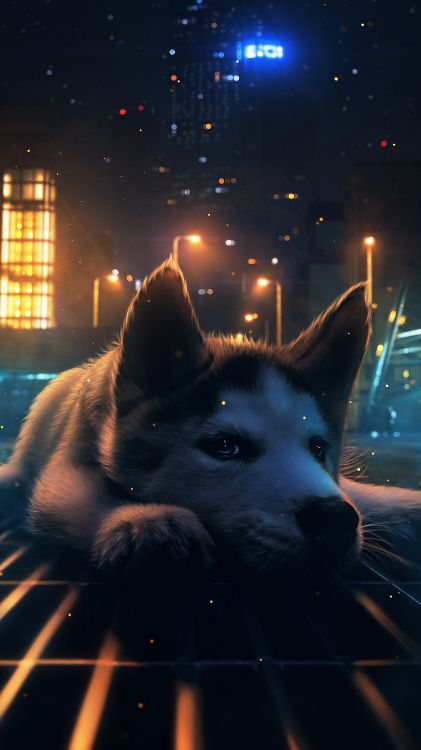 Nacht, Dogge, Atmosphäre, Licht, Carnivore. Wallpaper in 3240x5760 Resolution
