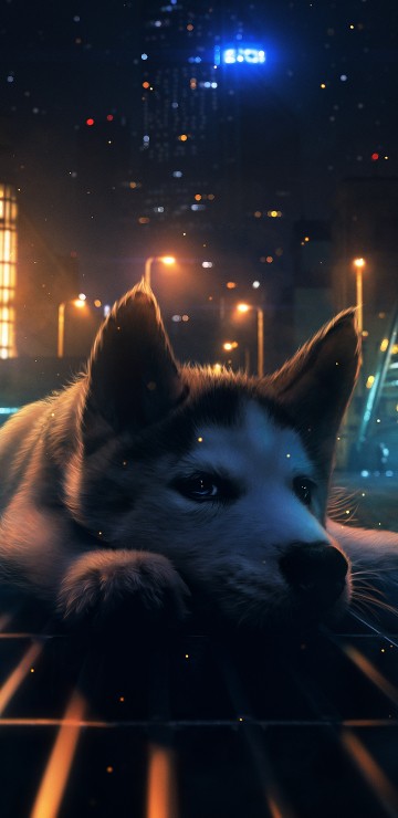 Image night, great dane, atmosphere, light, Carnivore