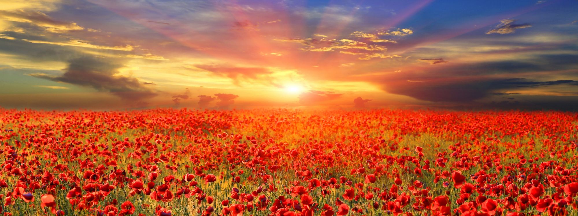 red flower field during sunset