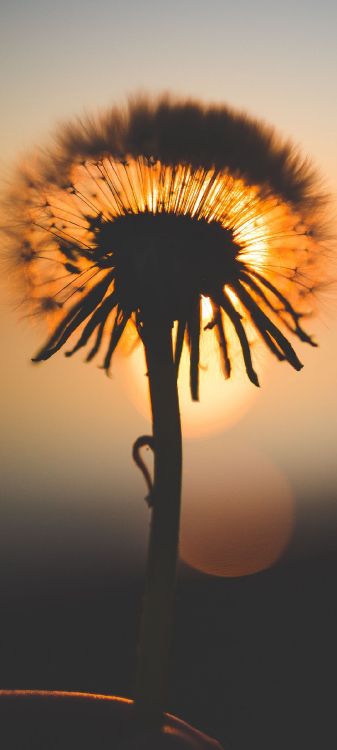 Kohlenstoff, Karbonn K9-Abdeckung, Carbonn K9 Smart Eco, Smartphone, Carbonn A40 Indianer. Wallpaper in 1080x2400 Resolution