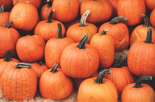 Image orange pumpkins on brown dried leaves