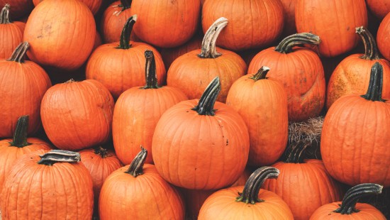 Image orange pumpkins on brown dried leaves