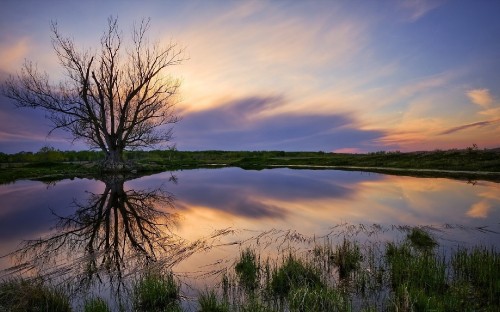 Image leafless tree on green grass field near body of water during sunset