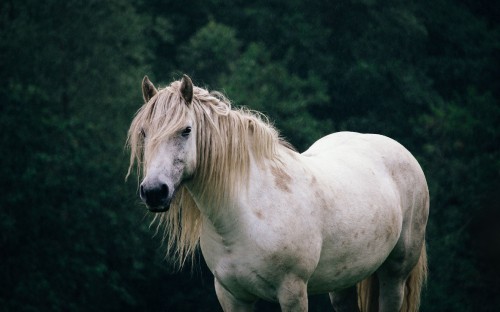 Image horse, white, Liver, terrestrial animal, natural landscape