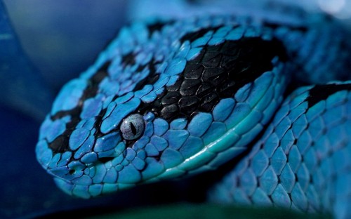 Image blue and white snake on tree branch