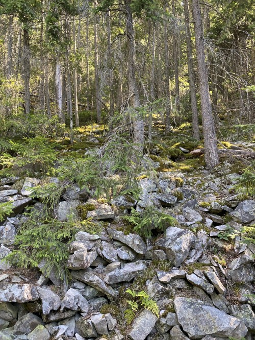 Image water, riparian zone, vegetation, nature, natural environment