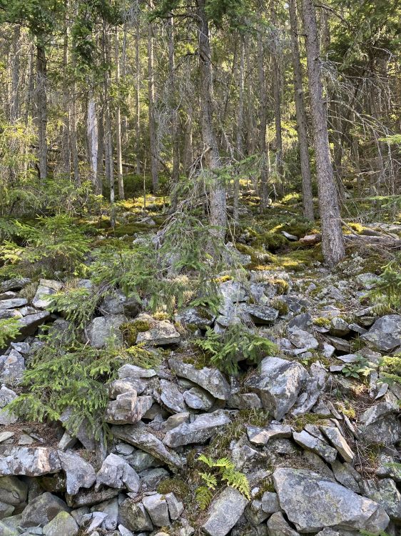 沿岸区, 植被, 性质, 自然环境, 植物群 壁纸 1536x2048 允许