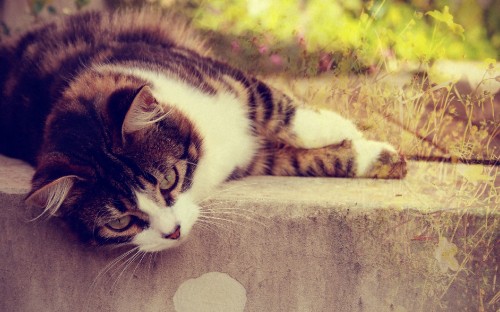 Image black and white cat lying on brown concrete floor