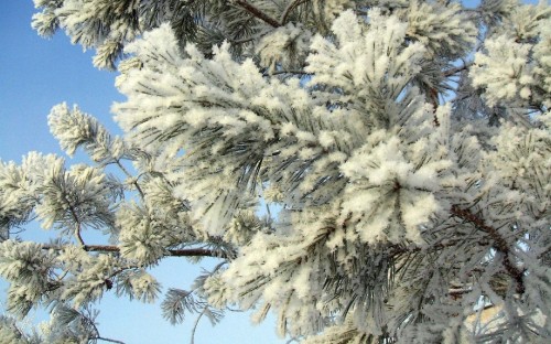 Image white snow covered tree under blue sky during daytime