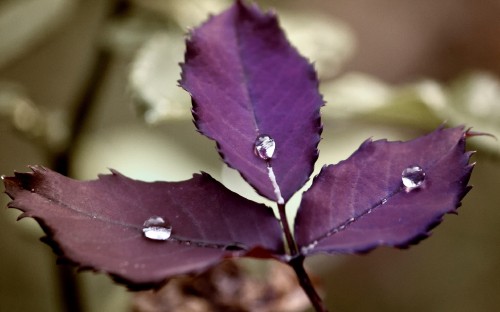 Image water droplet on green leaf