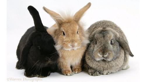 Image brown rabbit on white textile