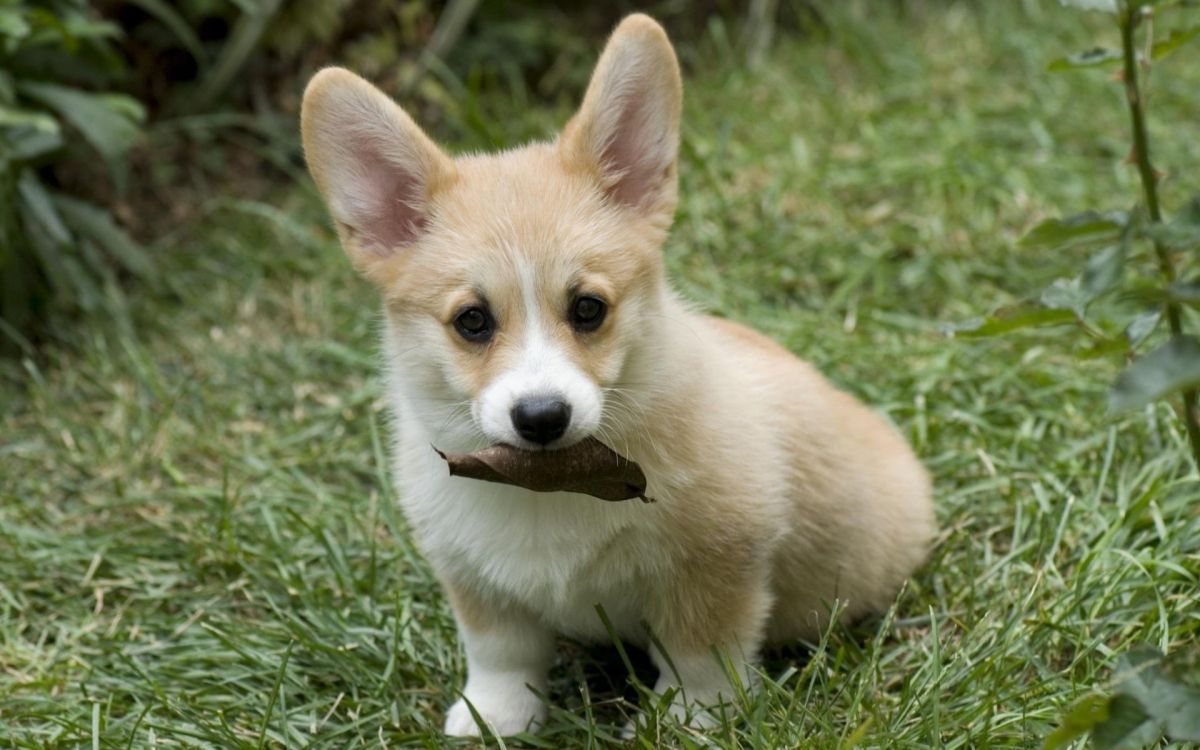 Chiot Corgi Brun et Blanc Sur L'herbe Verte Pendant la Journée. Wallpaper in 1920x1200 Resolution