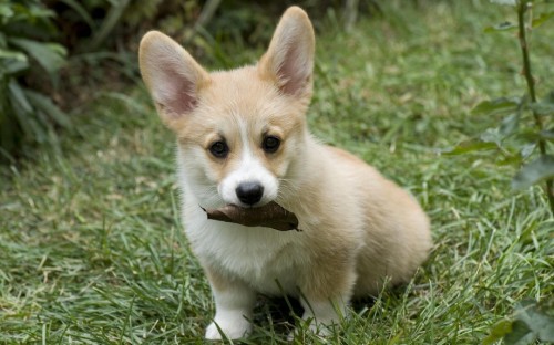 Image brown and white corgi puppy on green grass during daytime