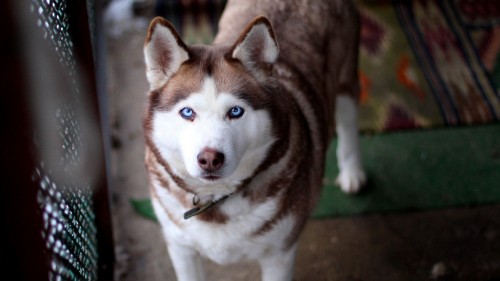 Image brown and white siberian husky puppy