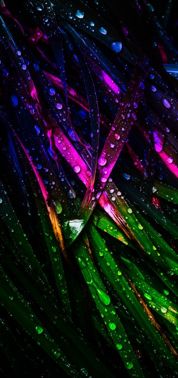 Luz, Agua, Morado, Violeta, Planta Terrestre. Wallpaper in 1273x2688 Resolution