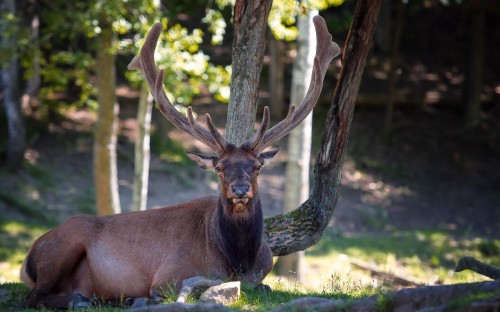 Image brown deer lying on green grass during daytime