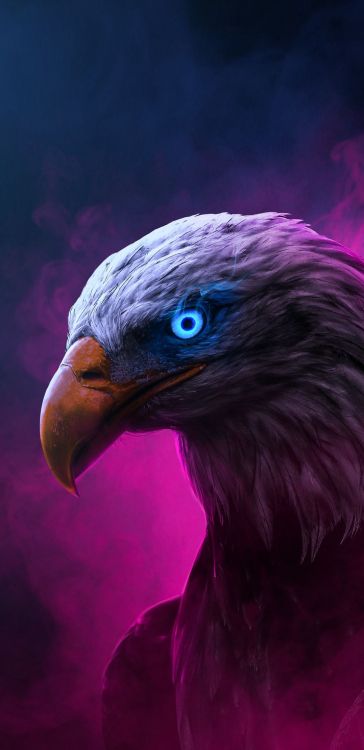 Bec, Wisgoon - Réseau Social, Vautour, L'homme, Accipitriformes. Wallpaper in 1080x2220 Resolution