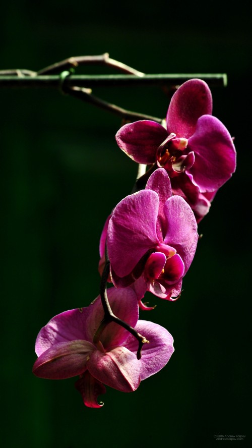 Image pink moth orchids in bloom during daytime