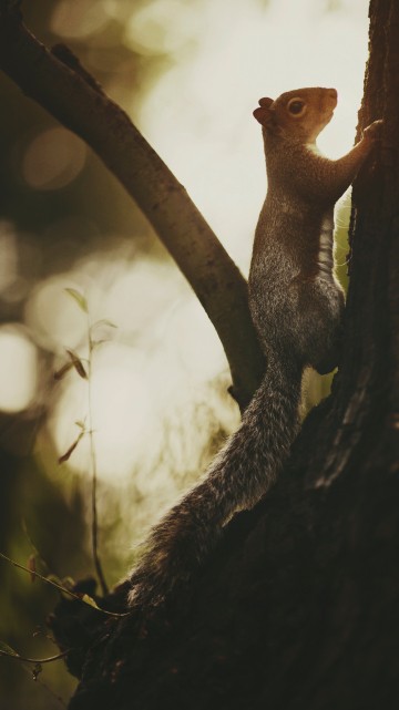 Image brown squirrel on brown tree trunk