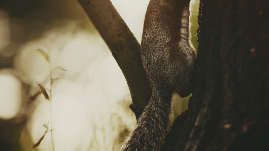 Image brown squirrel on brown tree trunk