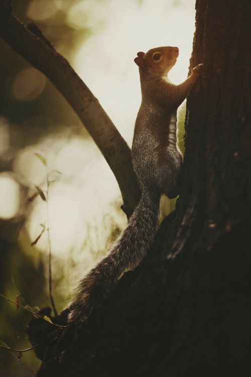 brown squirrel on brown tree trunk