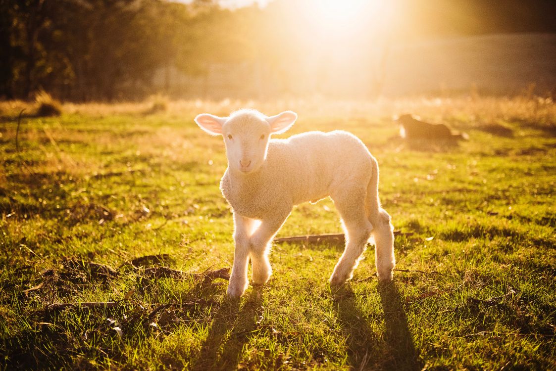 Mouton Blanc Sur L'herbe Verte Pendant le Coucher du Soleil. Wallpaper in 7360x4912 Resolution
