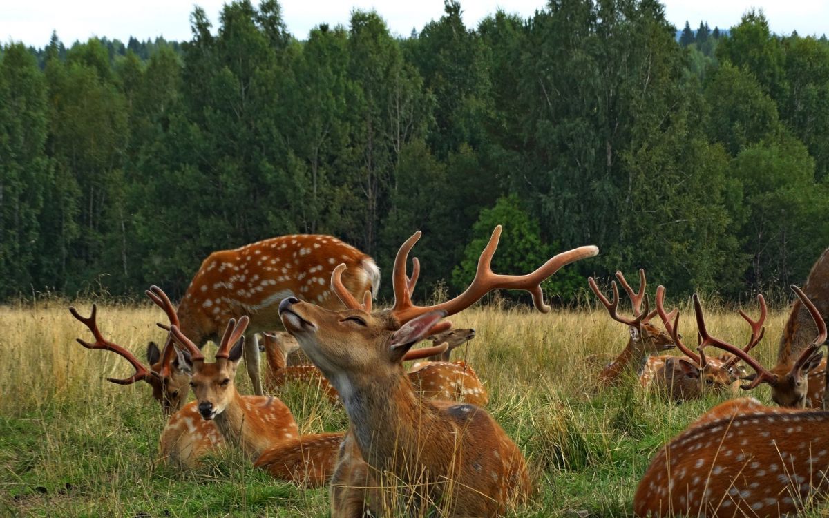 Brown Deer on Green Grass Field During Daytime. Wallpaper in 2560x1600 Resolution