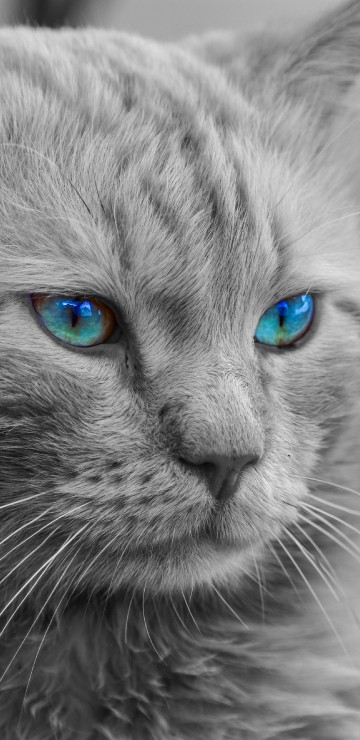 Image grayscale photo of cat with blue eyes