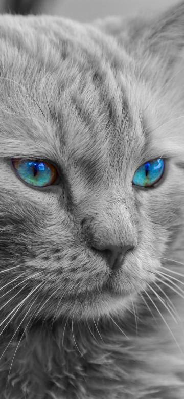 Image grayscale photo of cat with blue eyes